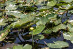 Yellow pond-lily